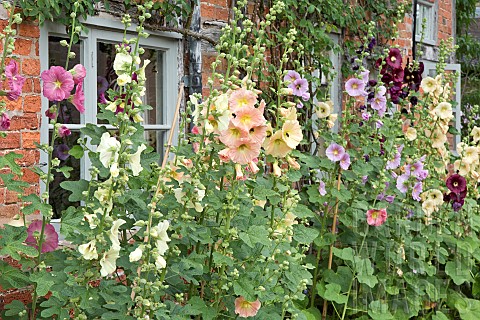 Alcea_rosea_Hollyhocks