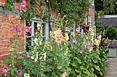 Alcea rosea Hollyhocks