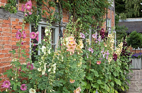 Alcea_rosea_Hollyhocks