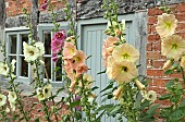 Alcea rosea Hollyhocks