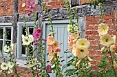 Alcea rosea Hollyhocks