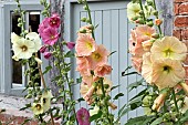 Alcea rosea Hollyhocks