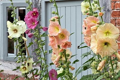 Alcea_rosea_Hollyhocks