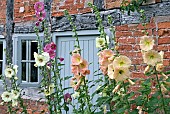 Alcea rosea Hollyhocks