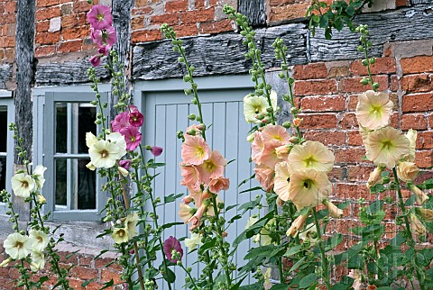 Alcea_rosea_Hollyhocks