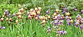 Mixed group plantings of tall upright Iris purple-blue and broze-cream in June