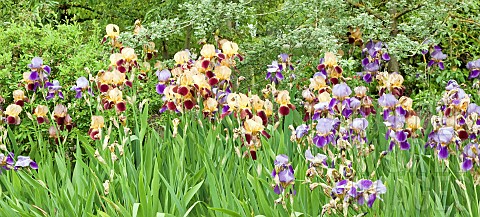 Mixed_group_plantings_of_tall_upright_Iris_purpleblue_and_brozecream_in_June