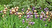 Mixed group plantings of tall upright Iris purple-blue and broze-cream in June