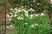 Colour themed border tall upright White Iris in June