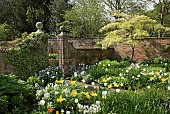 Tree Cornus contraversa The Wedding cake tree underplanted with spring flowering bulbs mature trees and shrubs in walled garden