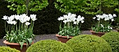 The rill garden with balls of buxus sempervirens flanked by white tulips in ornate terracotta pots