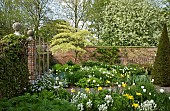 Tree Cornus contraversa The Wedding cake tree underplanted with spring flowering bulbs