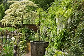 Wisteria sinensis Alba Chinese wisteria