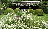 Loggia with rambling Rosa Francis E. Lester,  Leucanthemum vulgare Marguerite, Moon Daisy, Ox-eye Daisy