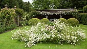 Loggia with rambling Rosa Francis E. Lester,  Leucanthemum vulgare Marguerite, Moon Daisy, Ox-eye Daisy