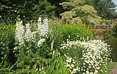 Deep border of herbacious perennials of yellow and white, Delphiniums and Anthemis x hybrida E.C. Buxton