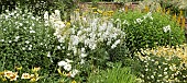 Deep border of herbacious perennials of yellow and white, Delphiniums and Anthemis tinctoria E.C. Buxton