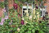 Alcea rosea Hollyhocks