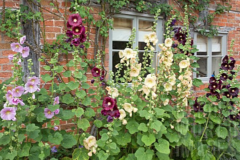 Alcea_rosea_Hollyhocks