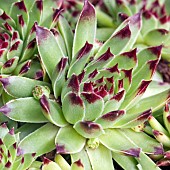 Sempervivum Sir William Lawrence