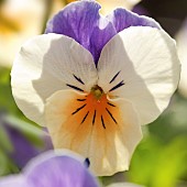 Vola Wittrockiana Peach Jump Up Pansy