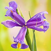 Beardless Iris xiphium Spanish Iris