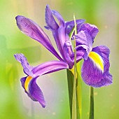 Beardless Iris xiphium Spanish Iris