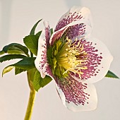 Herbaceous Perennial  Helleborus Orientalis  White Lady Spotted  (Christmas Rose) (Lenten Rose) flowers in Spring at High Meadow garden in Staffordshire