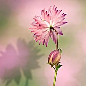 Aquilegia Nora Barlow Columbine