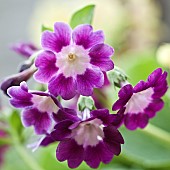 Primula auricula Purple Royale