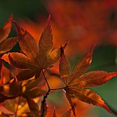 Acer palmatum Bloodgood leaves deep red backlight in spring at High Meadow garden Cannock Wood in Staffordshire