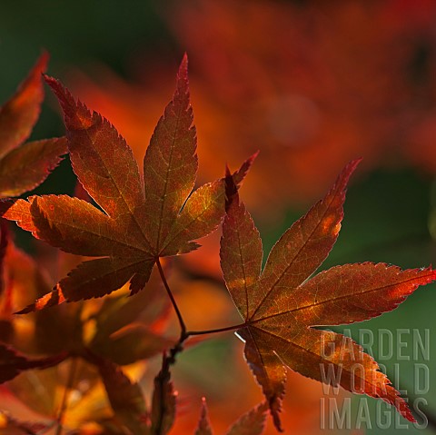 Acer_palmatum_Bloodgood_leaves_deep_red_backlight_in_spring_at_High_Meadow_garden_Cannock_Wood_in_St