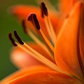 Lillium Umbellatum Lilly