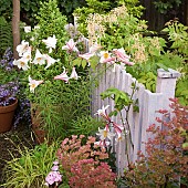 Summer Garden, gravel path with terracotta pots around garden gate