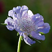 Scabiosa causica Clive Greaves Pincushion flowewr