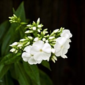 Phlox paniculata White Admiral