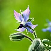 Borago Annual Herb Borage Starflower