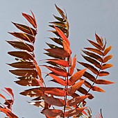 Rhus typhina Stags Horn Sumach