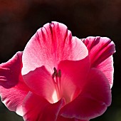 Gladiolus Fidelio Gladiolus x hortulanus Gladioli Cyclamen