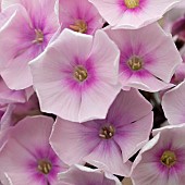 Phlox paniculata Bright Eyes