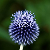 Echinops ritro Sea Holly