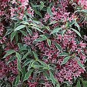 Weigela florida Variegata