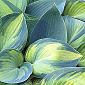 Hosta foliage