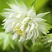 Aquilegia x hybrida Green Apples