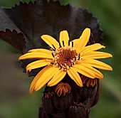 Ligularia dentata Britt-Marie Crawford