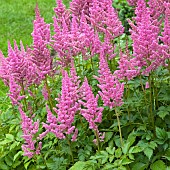 Astilbe Vision in Pink