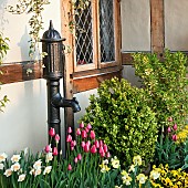 Cottage garden with spring flowering bulbs including Tulips