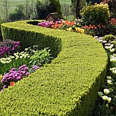 Cottage garden with spring flowering bulbs including Tulips