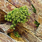 Coastal wild flowers euphorbia milkweed spurge