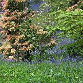 Superbly Beautiful light woodland garden with Pieris evergreen shrub, Bluebells in dell